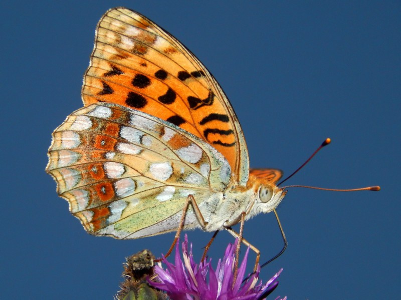 Argynnis adippe? S, con Argynnis paphia